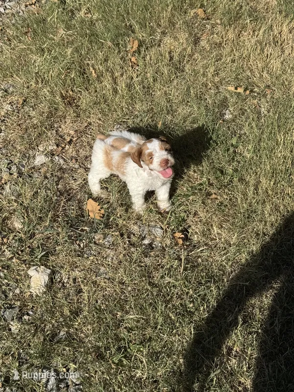 Dottie – Miniature Schnauzer puppy for sale in Granbury, TX