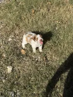 Dottie, a female Miniature Schnauzer for sale in Granbury, TX – 1 of 10