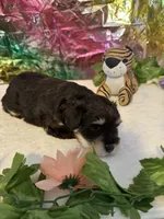 Captain, a male Miniature Schnauzer for sale in Granbury, TX – 5 of 8