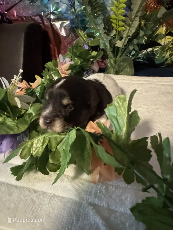 Lilly – Miniature Schnauzer puppy for sale in Granbury, TX
