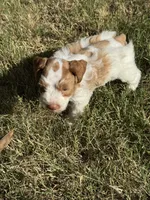 Dottie, a female Miniature Schnauzer for sale in Granbury, TX – 9 of 10