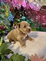 Flash, a male Miniature Schnauzer for sale in Granbury, TX – 4 of 10