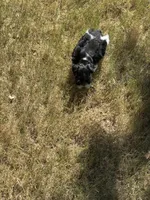 Raz, a male Miniature Schnauzer for sale in Granbury, TX – 3 of 10
