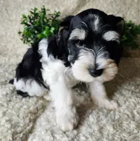 Sport, a male Miniature Schnauzer for sale in Granbury, TX – 3 of 4