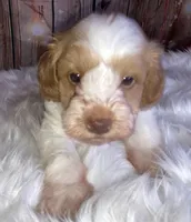 Lasso, a male Miniature Schnauzer for sale in Granbury, TX – Photo 4 of 5