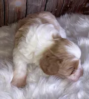 Lasso, a male Miniature Schnauzer for sale in Granbury, TX – Photo 2 of 5