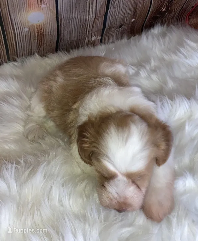 Lasso – Miniature Schnauzer puppy for sale in Granbury, TX