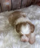 Lasso, a male Miniature Schnauzer for sale in Granbury, TX – Photo 1 of 5