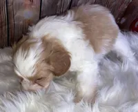 Lasso, a male Miniature Schnauzer for sale in Granbury, TX – Photo 3 of 5