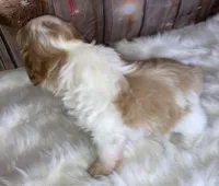 Lasso, a male Miniature Schnauzer for sale in Granbury, TX – Photo 5 of 5