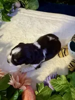 Snicker, a male Miniature Schnauzer for sale in Granbury, TX – 8 of 10