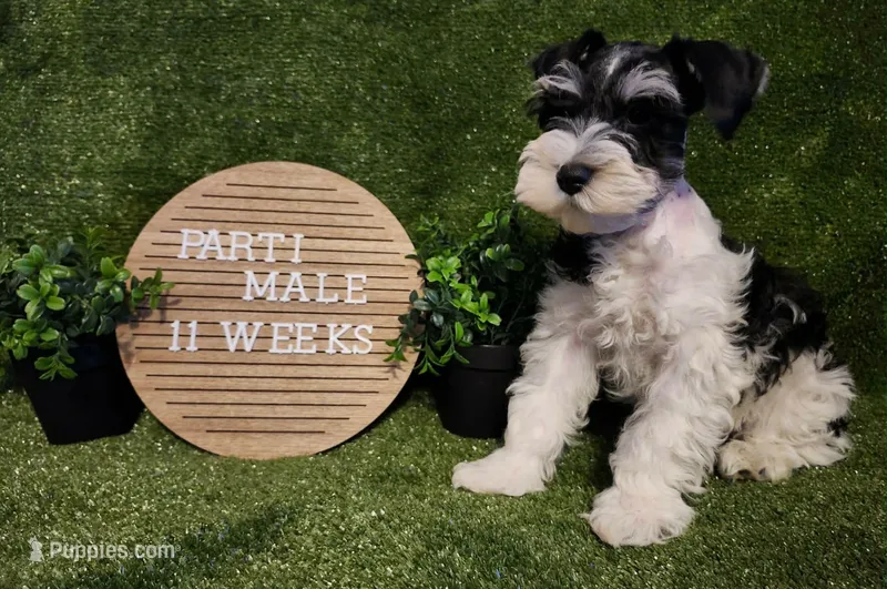 Sport – Miniature Schnauzer puppy for sale in Granbury, TX