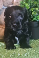 Raider, a male Miniature Schnauzer for sale in Granbury, TX – Photo 5 of 7