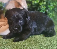 Raider, a male Miniature Schnauzer for sale in Granbury, TX – Photo 4 of 7