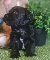 Raider, a male Miniature Schnauzer for sale in Granbury, TX – Photo 3 of 7