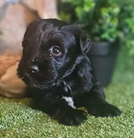 Raider, a male Miniature Schnauzer for sale in Granbury, TX – Photo 1 of 7