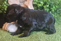 Raider, a male Miniature Schnauzer for sale in Granbury, TX – Photo 6 of 7