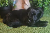 Raider, a male Miniature Schnauzer for sale in Granbury, TX – Photo 2 of 7