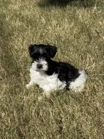 Raz, a male Miniature Schnauzer for sale in Granbury, TX – 5 of 10