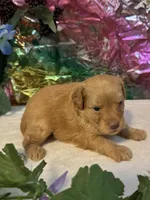 Fin, a male Miniature Schnauzer for sale in Granbury, TX – 9 of 9