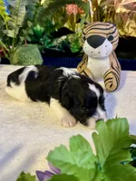 Raz, a male Miniature Schnauzer for sale in Granbury, TX – 3 of 10