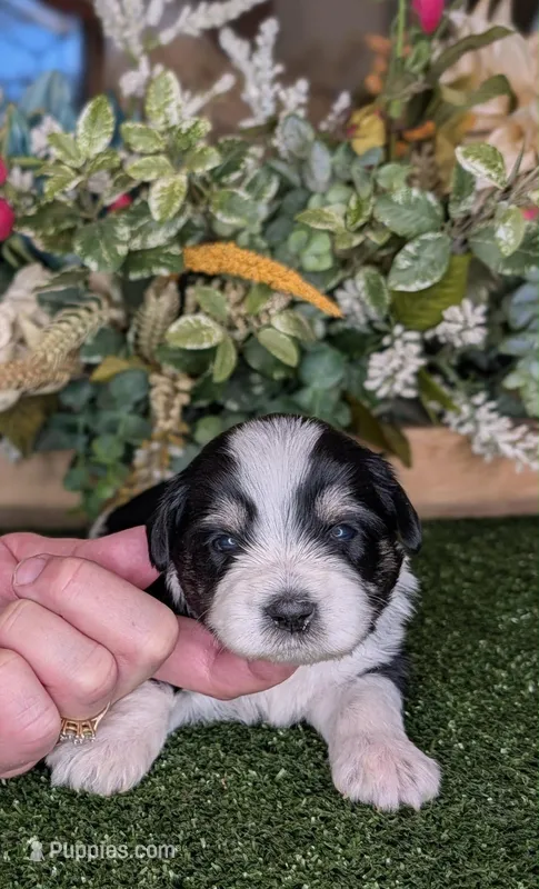 Pong – Miniature Schnauzer puppy for sale in Granbury, TX