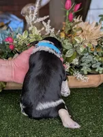 Pong, a male Miniature Schnauzer for sale in Granbury, TX – Photo 6 of 6