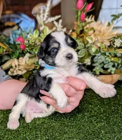 Pong, a male Miniature Schnauzer for sale in Granbury, TX – Photo 3 of 6