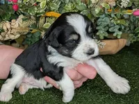 Pong, a male Miniature Schnauzer for sale in Granbury, TX – Photo 2 of 6