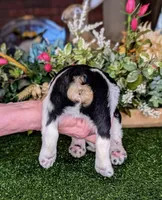 Pong, a male Miniature Schnauzer for sale in Granbury, TX – Photo 4 of 6