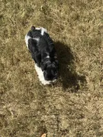 Raz, a male Miniature Schnauzer for sale in Granbury, TX – 9 of 10