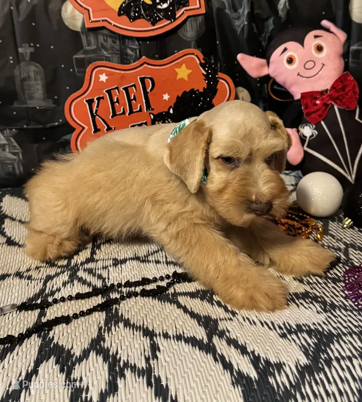 Fin – Miniature Schnauzer puppy for sale in Granbury, TX