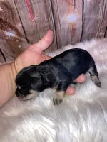 Chip, a male Miniature Schnauzer for sale in Granbury, TX – Photo 2 of 5