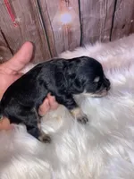 Chip, a male Miniature Schnauzer for sale in Granbury, TX – Photo 3 of 5