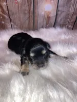 Chip, a male Miniature Schnauzer for sale in Granbury, TX – Photo 4 of 5