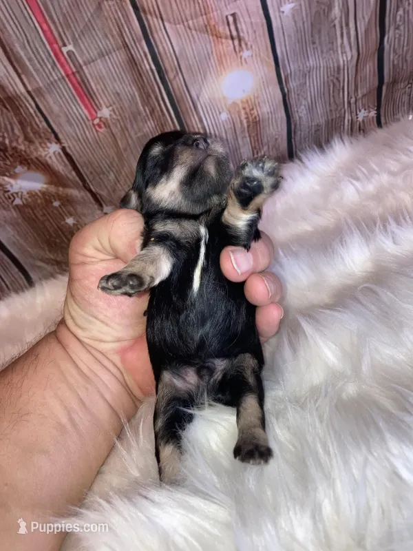Chip – Miniature Schnauzer puppy for sale in Granbury, TX