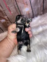 Chip, a male Miniature Schnauzer for sale in Granbury, TX – Photo 1 of 5
