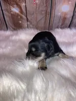 Chip, a male Miniature Schnauzer for sale in Granbury, TX – Photo 5 of 5