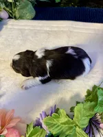 Snicker, a male Miniature Schnauzer for sale in Granbury, TX – 10 of 10