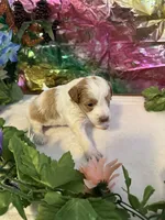 Little Doll, a female Miniature Schnauzer for sale in Granbury, TX – 2 of 9