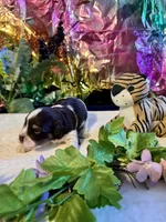 Snicker, a male Miniature Schnauzer for sale in Granbury, TX – 4 of 10