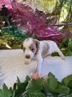 Little Doll, a female Miniature Schnauzer for sale in Granbury, TX – 5 of 9