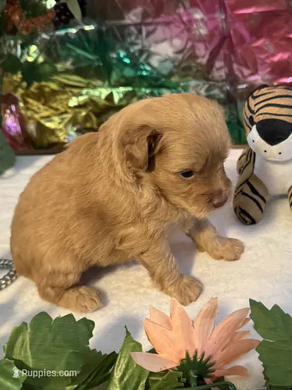 Fin – Miniature Schnauzer puppy for sale in Granbury, TX