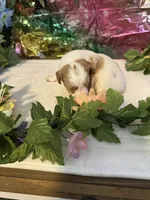 Little Doll, a female Miniature Schnauzer for sale in Granbury, TX – 6 of 9