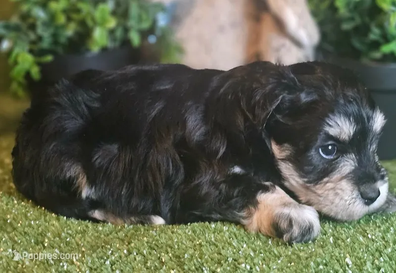 Bud – Miniature Schnauzer puppy for sale in Granbury, TX