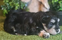 Bud, a male Miniature Schnauzer for sale in Granbury, TX – Photo 3 of 4