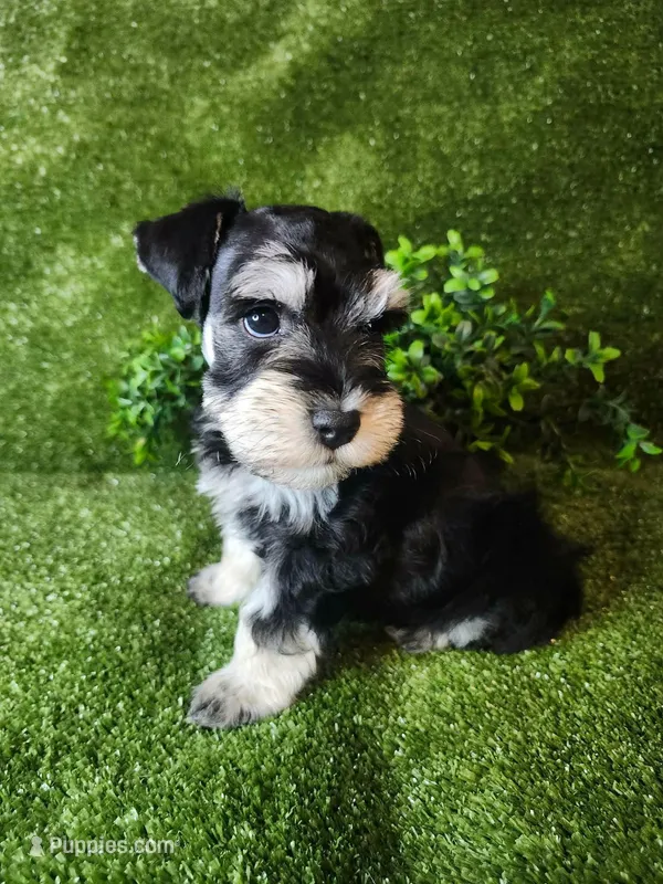 Bud – Miniature Schnauzer puppy for sale in Granbury, TX
