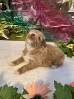 Flash, a male Miniature Schnauzer for sale in Granbury, TX – 5 of 10