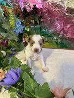 Little Doll, a female Miniature Schnauzer for sale in Granbury, TX – 4 of 9