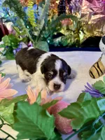 Snicker, a male Miniature Schnauzer for sale in Granbury, TX – 6 of 10